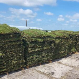 Palmetto St Agustine