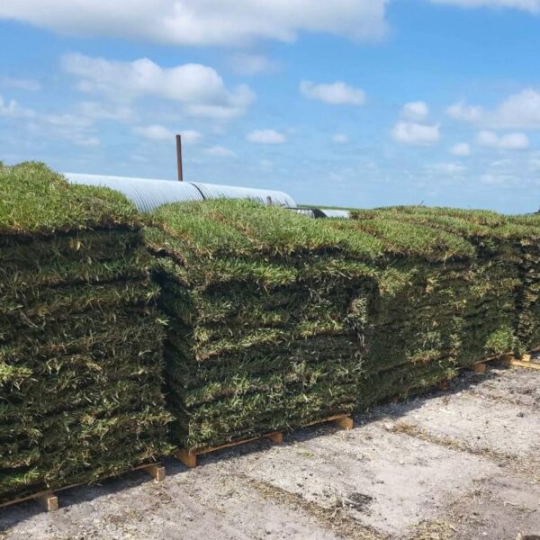 Palmetto St Agustine