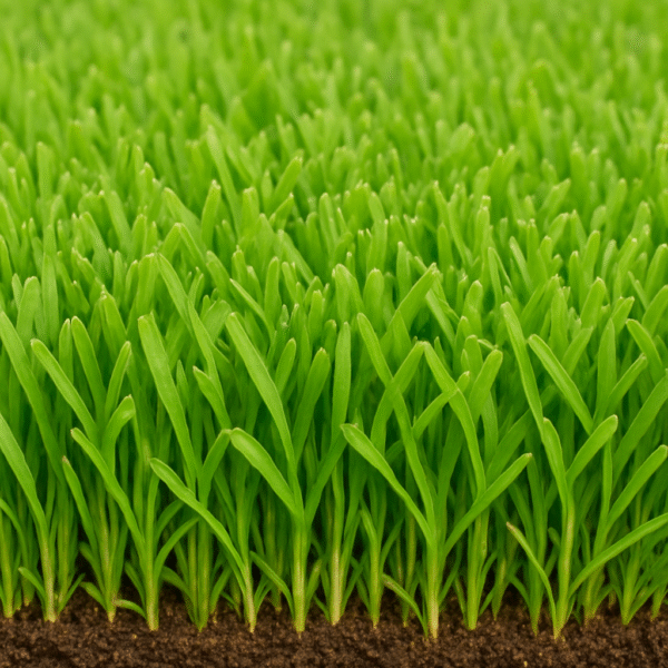 Citra Zoysia