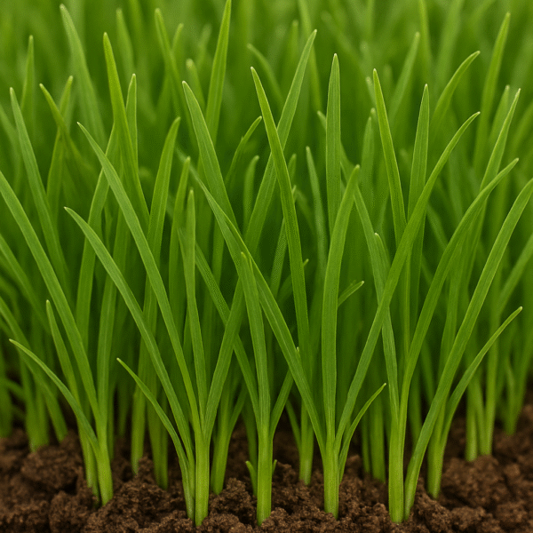 Zoysia Cashmere