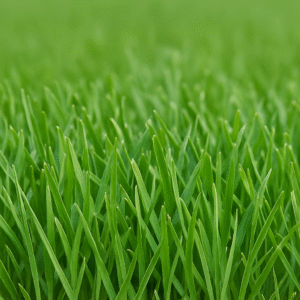 Zoysia Empire