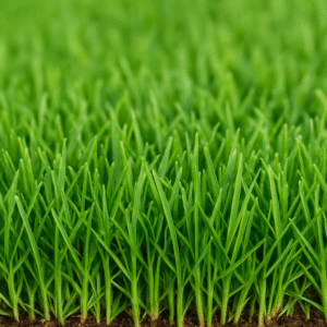 Zoysia Geo