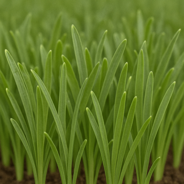 Paspalum